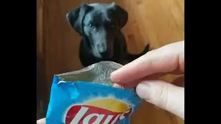 Doggy begs for Chips