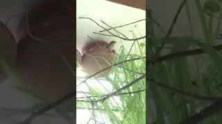 Bird creating nest upon balcony