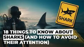 19 Things to Know About Sharks (and How to Avoid Their Attention)