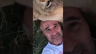LION GREETING | The Lion Whisperer