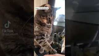 КОТИК ПРОСИТ ЛАСКИ