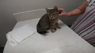 SWEET KITTY WITH A RIGHT CARPAL SWELLING GETTING ATTENTION