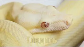 Как приручить змею ?