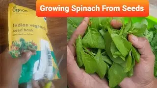 Ugaoo Spinach Growing From Seeds| Ugaoo review 5/50 from combo pack #humskills #kitchingarden #palak