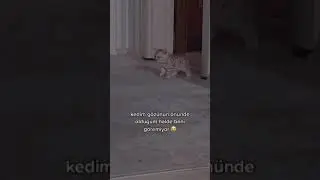 önündeki sahibini göremeyen kedi😂😂😍