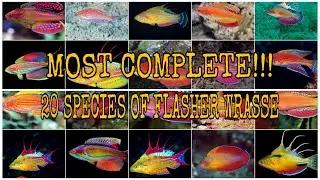 MOST COMPLETE!!! 20 SPECIES OF FLASHER WRASSE (PARACHEILINUS)