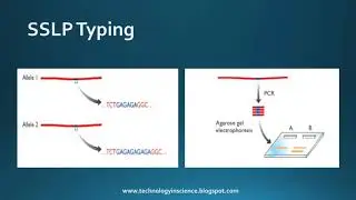 Genetic Markers / Molecular Markers - RFLPs, SSLPs, SNPs : minisatellite (VNTRs), microsatellite