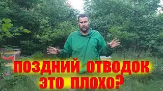 Поздние отводки пчел, на что стоит обратить внимание. Какие отводки пчёл перезимуют без проблем