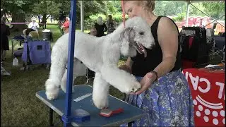 "Radar" The Bedlington terrier at Westminster Kennel Club Dog Show 2022