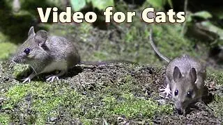 Cat TV Mice 🐭 Mouse for Cats to Watch on TV