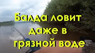 Балда ловит рыбу даже по самой грязной воде