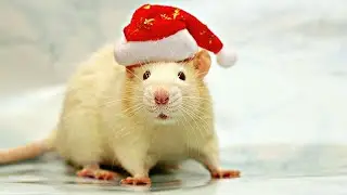 ❄С Новым Годом!❄ 2020❄ NEW❄
