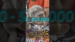 French Bulldog cost $15,000 #frenchie #frenchbulldog #youtubeshorts #shorts