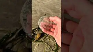 Rescuing Jellyfish Covered in Bugs! #animals #nature #shorts