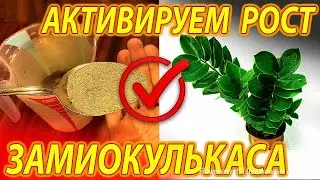РАЗБУДИТЕ ЗАМИОКУЛЬКАС И ОН БЕШЕНО ПОЙДЕТ В РОСТ, СТИМУЛИРУЕМ АКТИВНЫЙ РОСТ КЛУБНЕЙ И ЛИСТВЫ!