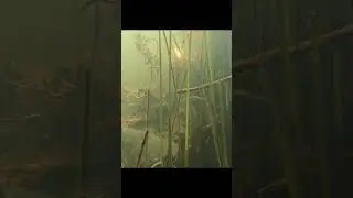 Underwater predator catfish searching for prey #nature #fishing #catfishing