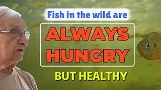 Why do fish NEED to be HUNGRY all the time?