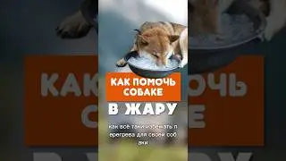 Как помочь собаке в жару? Еще больше полезных советов в полном видео на канале OH MY DOG!