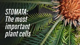 Stomata: The most important cells of the plant