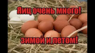 Яйценоскость моих кур зимой! Какие условия должны быть соблюдены! Сколько держать кур несушек!