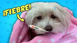 MI PERRO SE ENFERMA MUCHO!! Tiene 40º de FIEBRE! 🤒🐶Anima Dogs