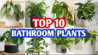 Top 10 Bathroom House Plants | Best Plants for Bathroom | Plant and Planting