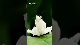 The Incredible Deception of the Orchid Mantis