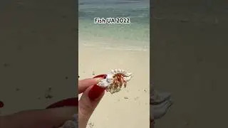 На Мальдивах оживает каждая ракушка) 