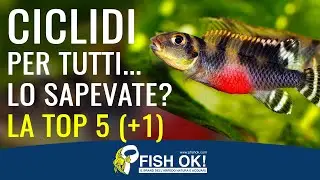 🔝 Scopri i Ciclidi per tutti  la Top 5 (+1) dei ciclidi nani per acquario