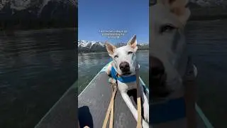 How to train ur dog to go paddle boarding!!🏔️