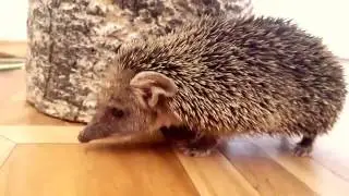 Как фыркает ёжик | Talking hedgehog