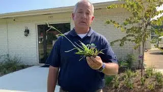 Ask Paul about Dallisgrass