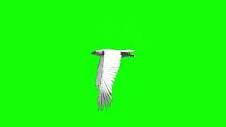 flying eagle green screen | bird flying animation | green screen video | green background video