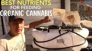 How to Feed & Water Cannabis Plants for Tons of Growth & Flower