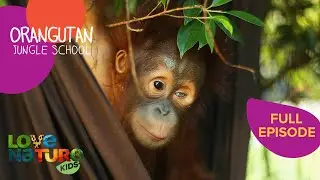 Blind Orangutan's Road to Recovery 🧡 | Orangutan Jungle School 207