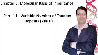 VNTR: Variable Number of Tandem Repeats. Part 11 of chapter 6: Molecular basis of inheritance