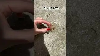 Нашли вот такого друга на острове) 