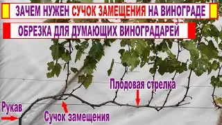 🍇 Как работает СУЧОК ЗАМЕЩЕНИЯ на винограде. Почему НИКТО НЕ ПОКАЗЫВАЕТ такую КЛАССИЧЕСКУЮ обрезку.