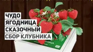 Чудо ягодница сказочный сбор - чудо ягодница  сказочный сбор голландская клубника.