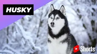 Husky 🐶 One Of The Most Popular Dog Breeds In The World #shorts