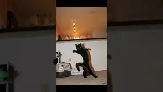 Смешные коты #3
