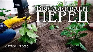 Высаживаем рассаду острого перца в теплицу. Сезон 2023. Ранняя высадка.