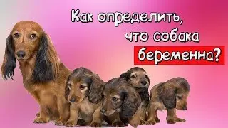 Как определить, что собака беременна?