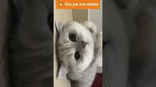 Такие лапки у котяток!!! #shorts #viral  #видеоприколы #кошки