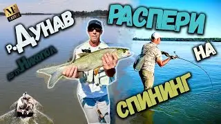 Распери на спининг по р.Дунав - SPINNING FISHING for ASP