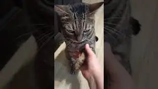 И всë так чинно, благородно, по-старому.