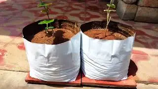 VAYINATO Poly Grow Bags |Grow Bags for Terrace Gardening 24cm*24cm*40cm(Pack of 5)Grow Bag