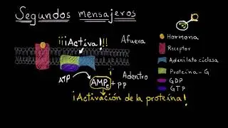 Mecanismo celular de acción hormonal | Fisiología del sistema endócrino | Khan Academy en Español