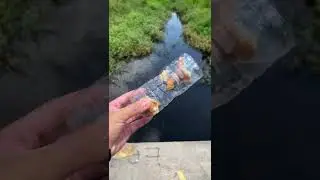 DIY Fish TRAP (EASY)