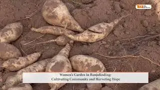 Women's Garden in Banjulinding: Cultivating Community andHarvesting Hope